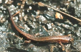 Seepage%20Salamander.jpg