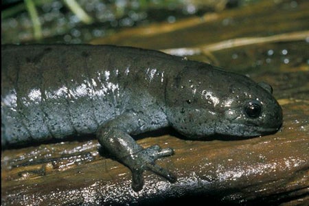 Small%20Mouth%20Salamander.jpg