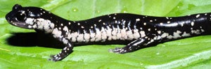 Southeastern%20Slimy%20Salamander.jpg