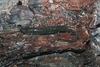 Southern%20Dusky%20Salamander.jpg