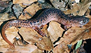 Southern%20Red%20Salamander.jpg