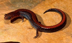 Southern%20Redbacked%20Salamander.jpg