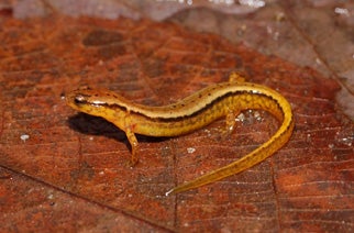 Southern%20Two-lined%20Salamander.jpg