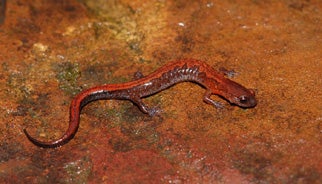 Southern%20Zigzag%20Salamander.jpg