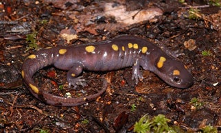 Spotted%20Salamander.jpg