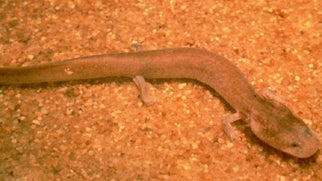 Tennessee%20Cave%20Salamander.jpg