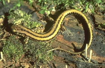 Three-lined%20Salamander.jpg