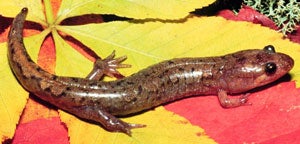 apalachicoladuskysalamander.jpg