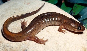 spottedduskysalamander.jpg