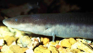 threetoedamphiuma.jpg