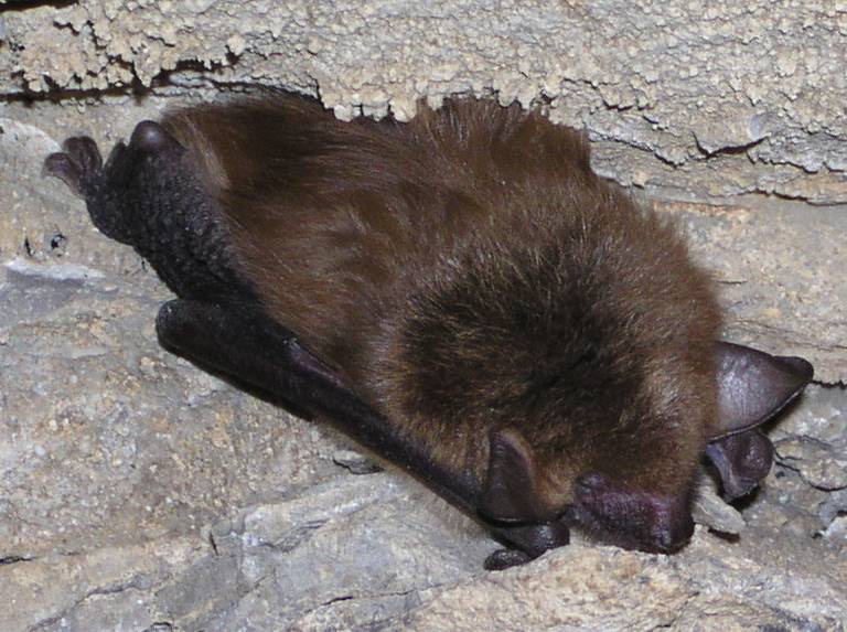 Big%20Brown%20Bat.jpg