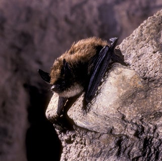 Eastern%20Small-footed%20Myotis.jpg