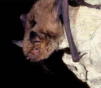 Gray%20Myotis.jpg