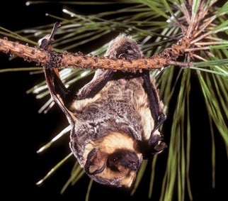 Bats | Outdoor Alabama Bats | Outdoor Alabama