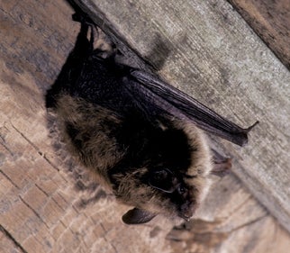 Little%20Brown%20Myotis.jpg