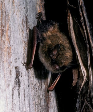 Northern%20Long-eared%20Myotis.jpg