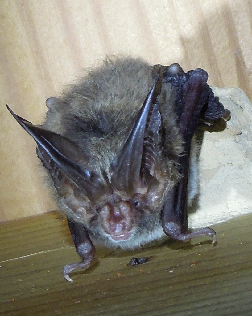 Rafinesque's%20Big-eared%20Bat.jpg