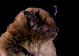 Southeastern%20Myotis.jpg