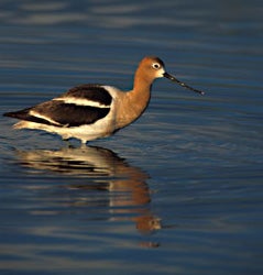 American%20Avocet.jpg