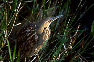 American%20Bittern.jpg