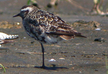 American%20Golden-Plover.jpg