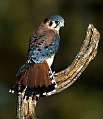 American%20Kestrel.jpg