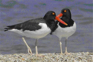 American%20Oystercatcher%20Pair.jpg