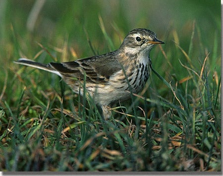 American%20Pipit.jpg