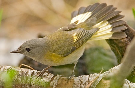 American%20Redstart.jpg