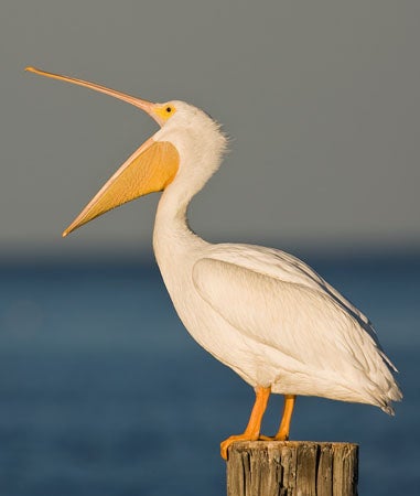 American White Pelican