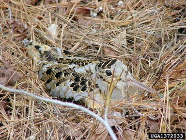 American%20Woodcock.jpg