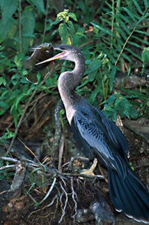 Anhinga.jpg