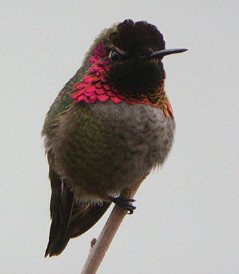 Anna's%20Hummingbird.jpg