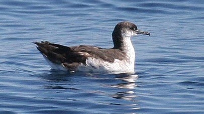 Audubon's%20Shearwater.jpg