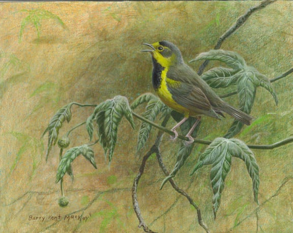 Bachman's%20Warbler.jpg