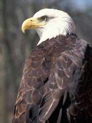 Bald%20Eagle%202.jpg