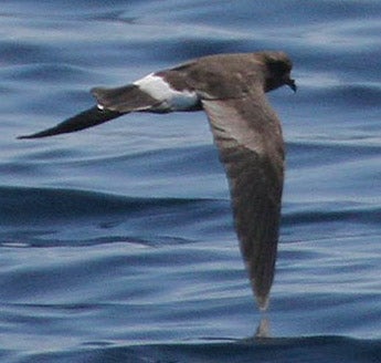 Band-rumped%20Storm-Petrel.jpg