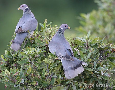 Band-tailed%20Pigeon.jpg