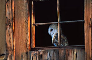 Barn%20Owl%202.jpg