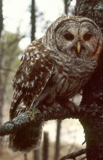 Barred%20Owl.jpg