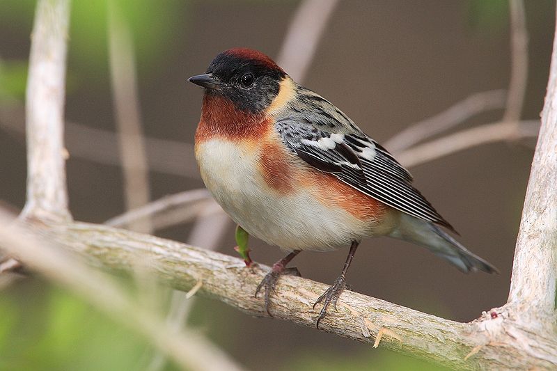 Bay-breasted%20Warbler.jpg