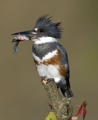 Belted Kingfisher