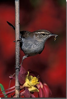 Bewick's%20Wren.jpg