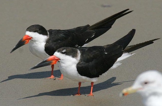 Black%20Skimmer.jpg
