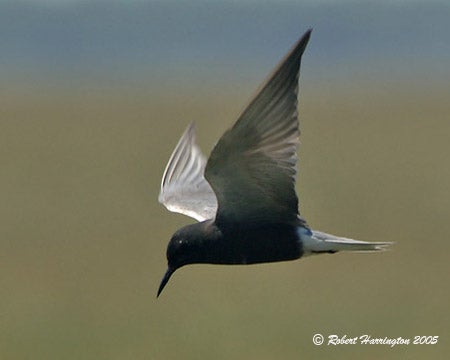 Black%20Tern.jpg