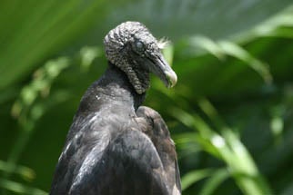 Black%20Vulture.jpg