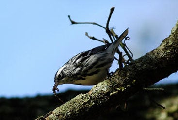 Black-and-white%20Warbler.jpg