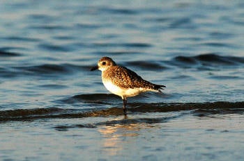 Black-bellied%20Plover.jpg