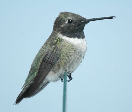 Black-chinned%20Hummingbird.jpg