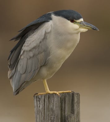 Black-crowned%20Night%20Heron.jpg